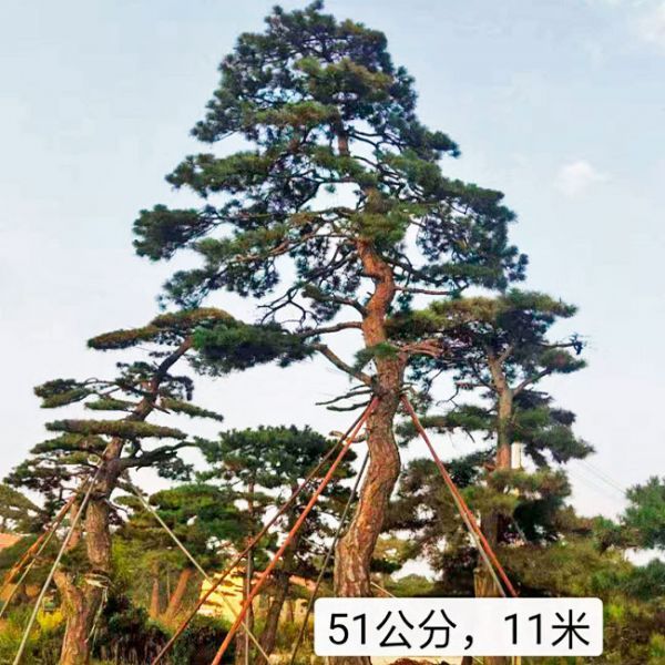 造型油松的形態特征與生長習性